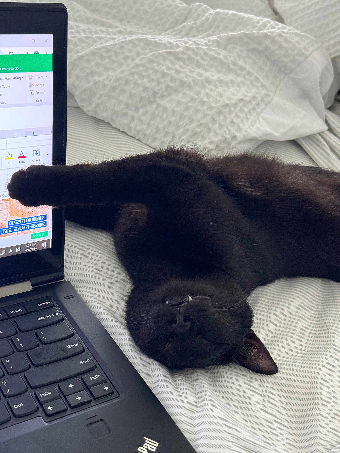 Kokik joined the competition — help win amazing prizes! animal, bed, black_cat, cat, close_up, cozy, cute, feline, home, indoor, keyboard, laptop, paw, pet, pillow, relaxed, sleeping, stretching, striped_bed_sheet, technology
