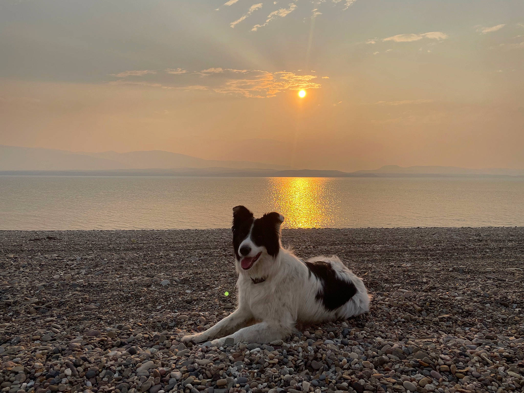 Teddy Bear joined the competition — help win amazing prizes! afterglow, atmosphere, beach, carnivore, cloud, coastal_and_oceanic_landforms, companion_dog, dog, dog_breed, dusk, horizon, lake, landscape, morning, nature, sky, sunlight, sunrise, sunset, water