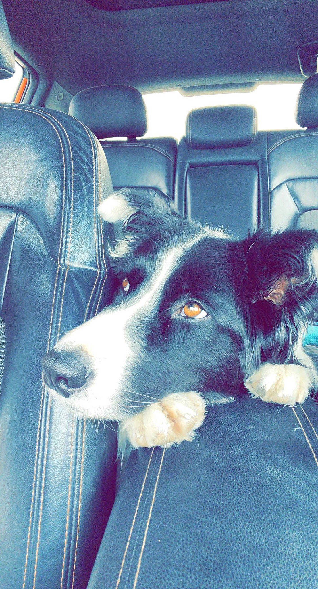 Teddy Bear is registered to the contest to win money with this photo: automotive_design, automotive_exterior, automotive_lighting, car, carnivore, companion_dog, dog, dog_breed, door, electric_blue, herding_dog, mammal, motor_vehicle, snout, tints_and_shades, vehicle, vehicle_door, vertebrate, whiskers, working_animal