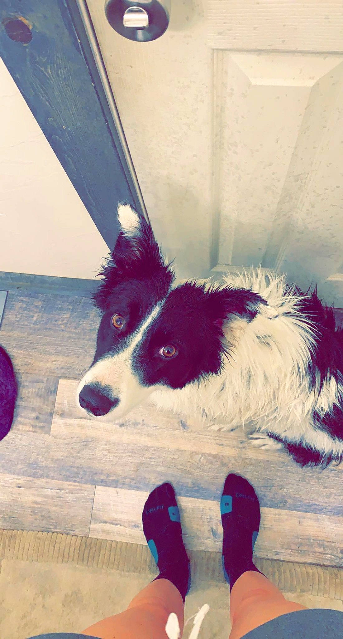 Teddy Bear is registered to the contest to win money with this photo: art, blue, carmine, carnivore, companion_dog, dog, dog_breed, dog_supply, drawing, electric_blue, fur, happy, herding_dog, human_leg, line, magenta, paw, tail, tints_and_shades, whiskers