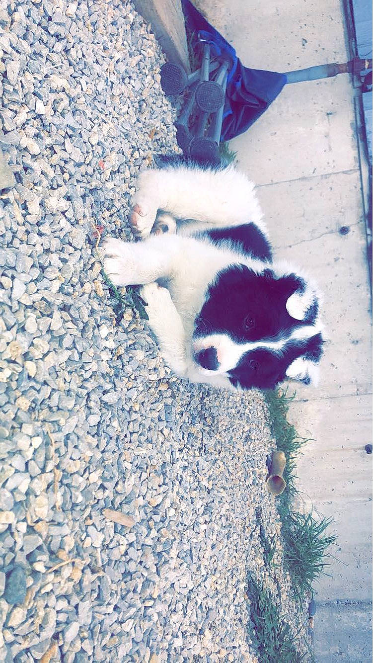 Teddy Bear is registered to the contest to win money with this photo: art, asphalt, blue, carnivore, cat, dog_breed, domestic_short_haired_cat, electric_blue, felidae, fur, grass, human_leg, paw, road_surface, shadow, small_to_medium_sized_cats, snout, tail, tints_and_shades, whiskers