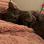 cat, gray_cat, pet, animal, feline, resting, cozy, blanket, pink_blanket, soft_texture, indoor, home, shelf, relaxed, cute, whiskers, fur, sleepy, closeup, comfort