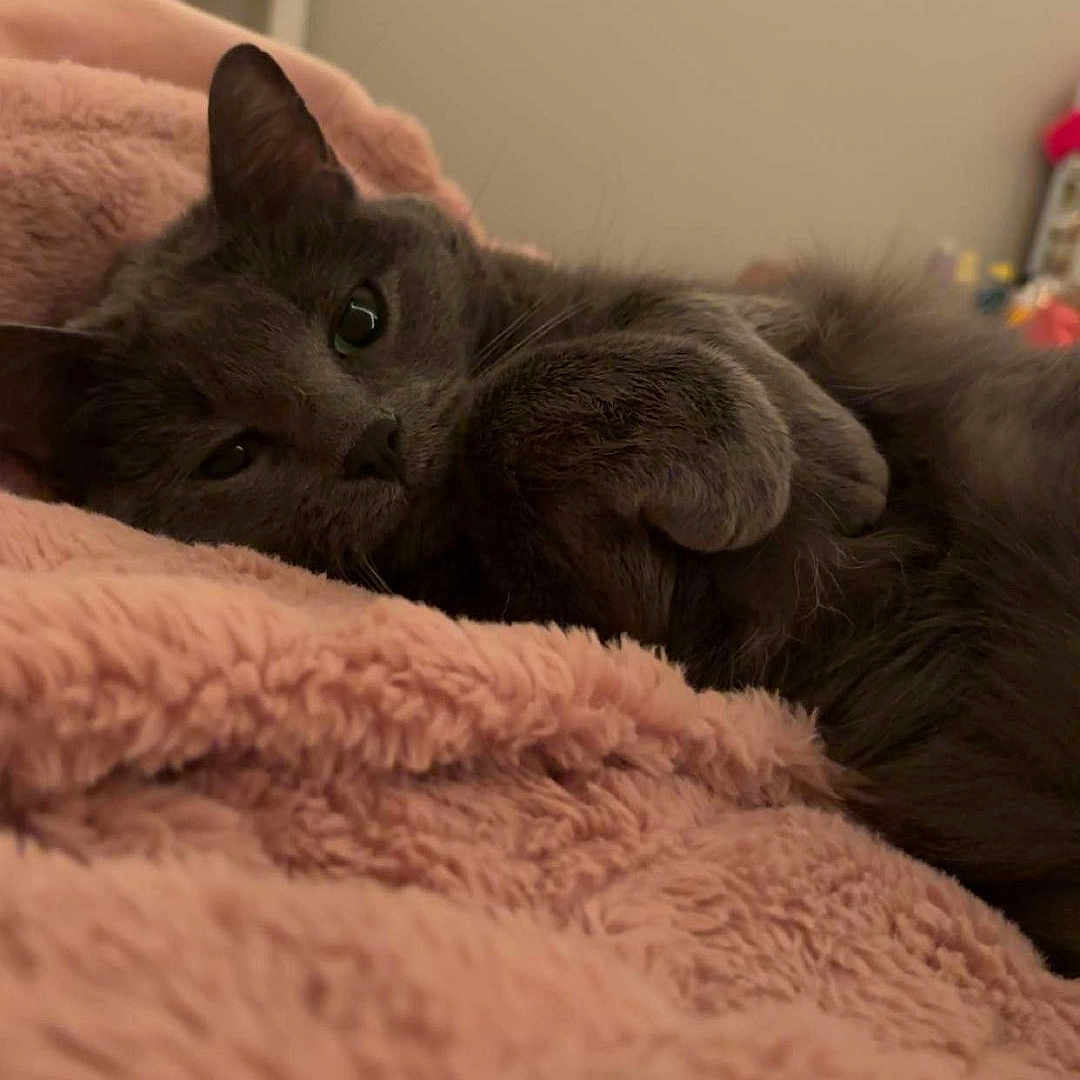 Princess joined the competition — help win amazing prizes! animal, blanket, cat, closeup, comfort, cozy, cute, feline, fur, gray_cat, home, indoor, pet, pink_blanket, relaxed, resting, shelf, sleepy, soft_texture, whiskers
