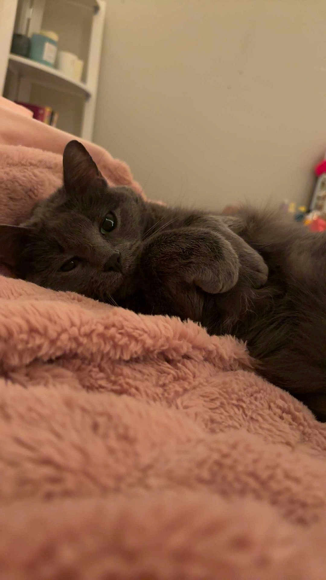Princess joined the competition — help win amazing prizes! cat, gray_cat, pet, animal, feline, resting, cozy, blanket, pink_blanket, soft_texture, indoor, home, shelf, relaxed, cute, whiskers, fur, sleepy, closeup, comfort