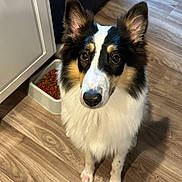 Pepper is registered to the contest to win money with this photo: dog, pet, indoor, floor, food_bowl, kibble, ears, fur, tricolor, waiting, cute, animal, canine, brown_floor, white_fur, black_fur, tan_fur, looking_up, household, companion
