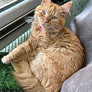 Peaches is registered to the contest to win money with this photo: cat, orange_tabby, feline, pet, collar, bell, window, cushion, gray_fabric, green_mat, fur, whiskers, relaxed, indoor, curled_up, looking_up, close_up, natural_light, cute, domestic_animal