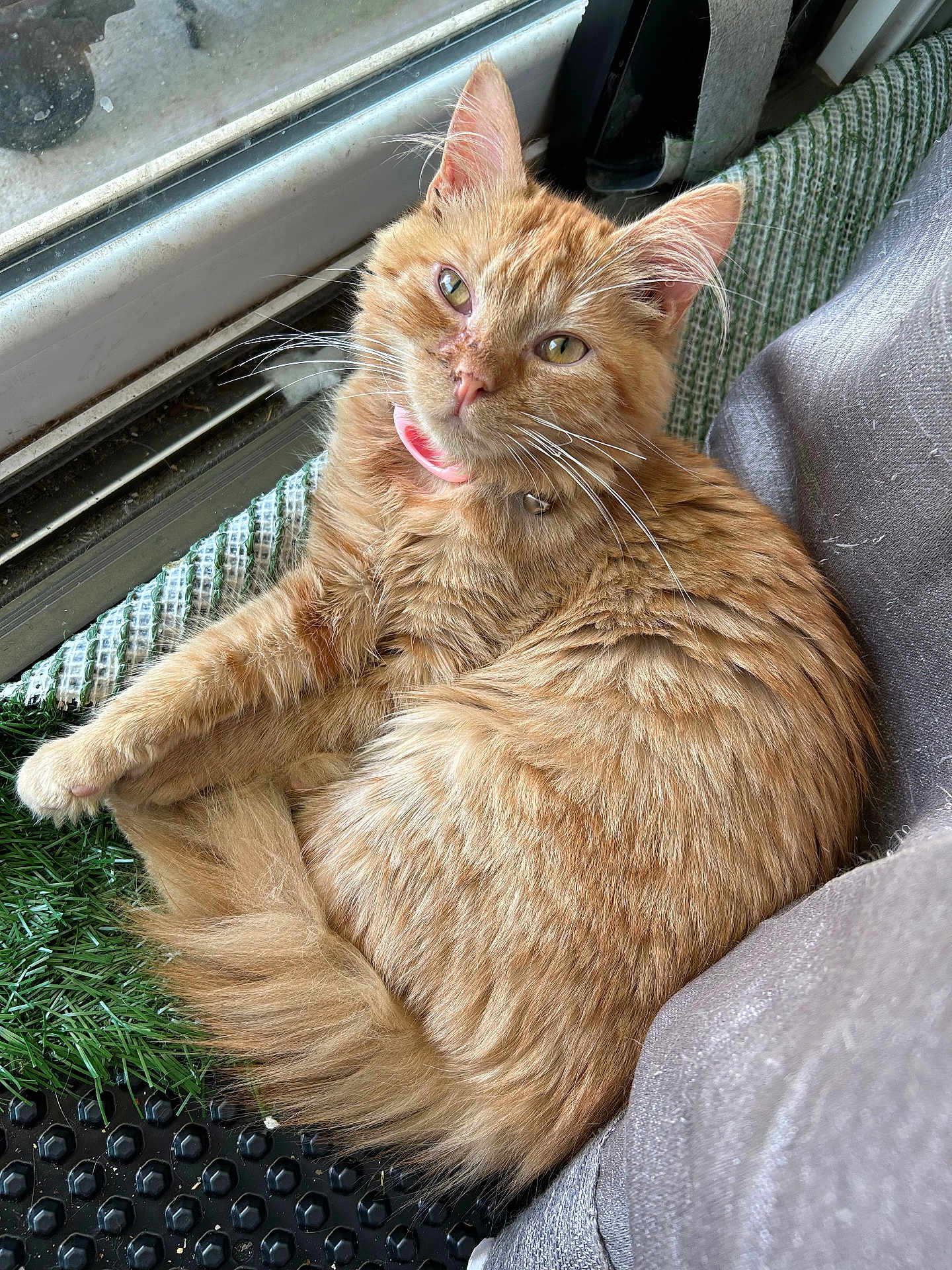 Peaches