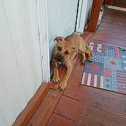 Jack joined the competition — help win amazing prizes! puppy, dog, brown_dog, wooden_floor, door, porch, mat, patriotic, stars, stripes, relaxed, pet, animal, canine, laying_down, ears, outdoor, looking, collar, cute