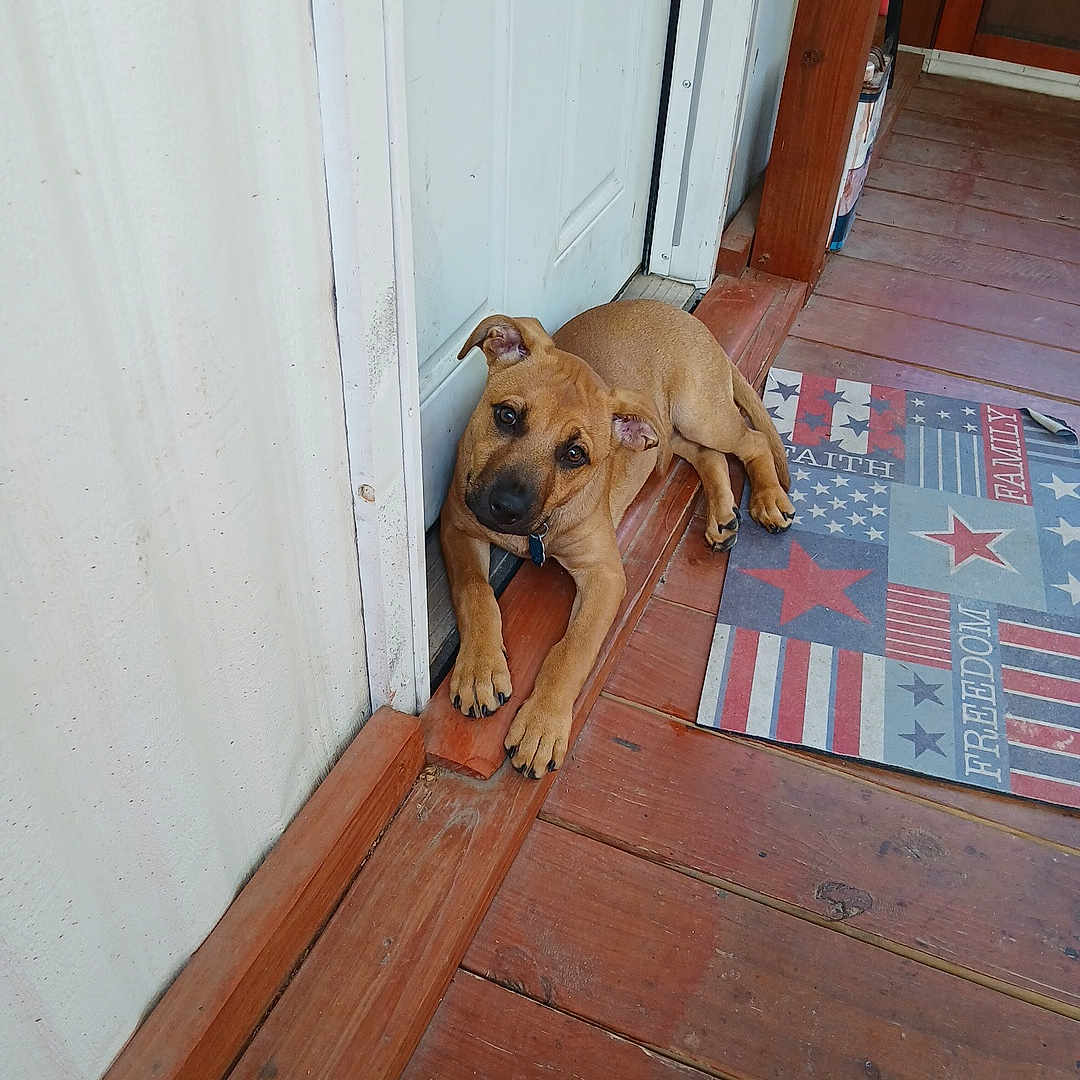 Jack joined the competition — help win amazing prizes! animal, brown_dog, canine, collar, cute, dog, door, ears, laying_down, looking, mat, outdoor, patriotic, pet, porch, puppy, relaxed, stars, stripes, wooden_floor