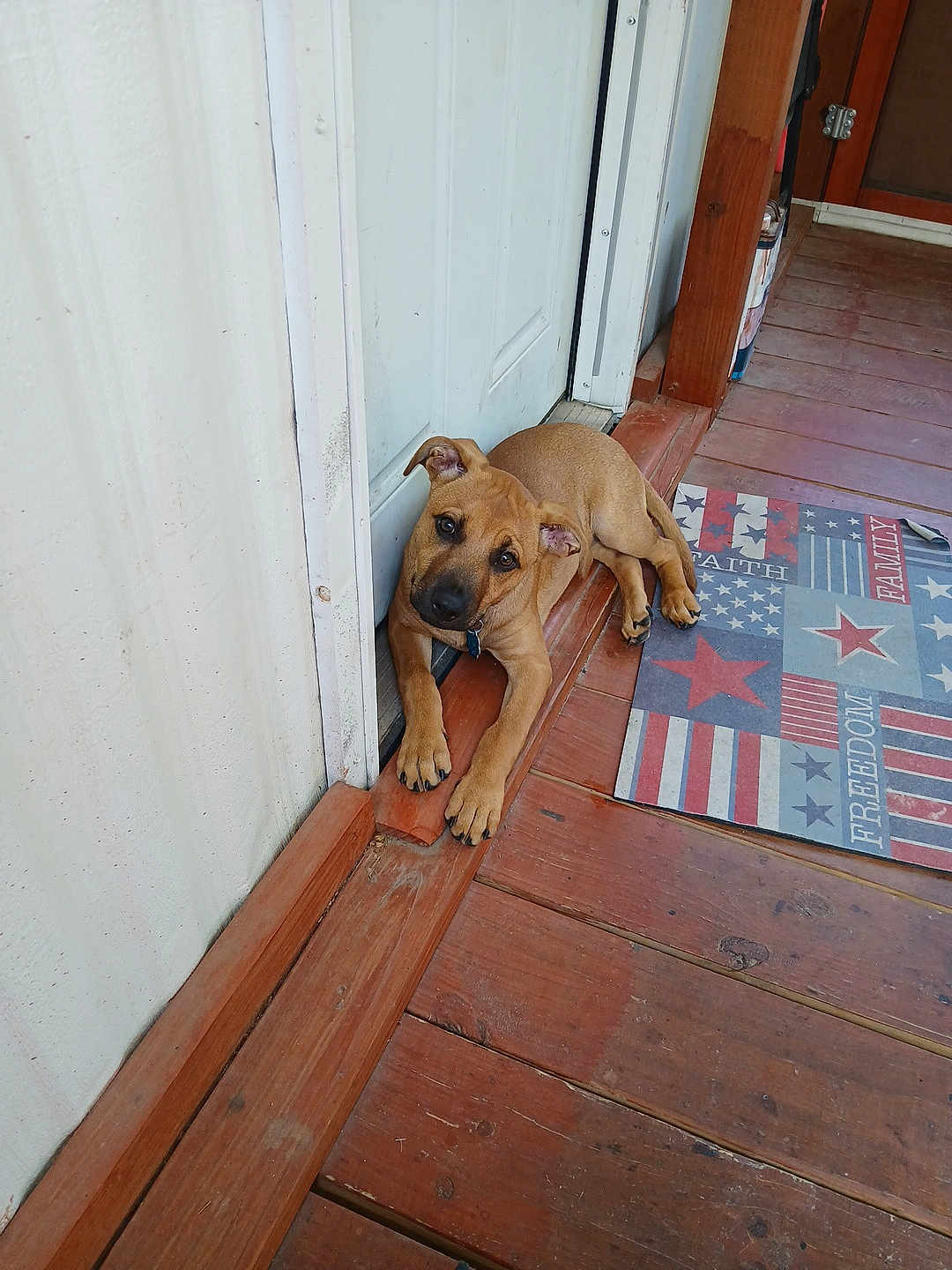 Jack joined the competition — help win amazing prizes! puppy, dog, brown_dog, wooden_floor, door, porch, mat, patriotic, stars, stripes, relaxed, pet, animal, canine, laying_down, ears, outdoor, looking, collar, cute