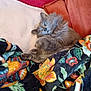animal, blanket, cat, comfort, couch, cozy, cute, domestic_animal, floral_pattern, fluffy, fur, gray_cat, indoor, nap, pet, pillow, relaxing, resting, sleeping, soft