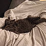 Chouquette a rejoint le concours — aidez-le/la à gagner de superbes lots ! animal, blanket, cat, comfort, cozy, cute, feline, fluffy, fur, gray_cat, home, indoor, laying_down, pet, relaxing, resting, soft, stretching, white_blanket, wide_eyes