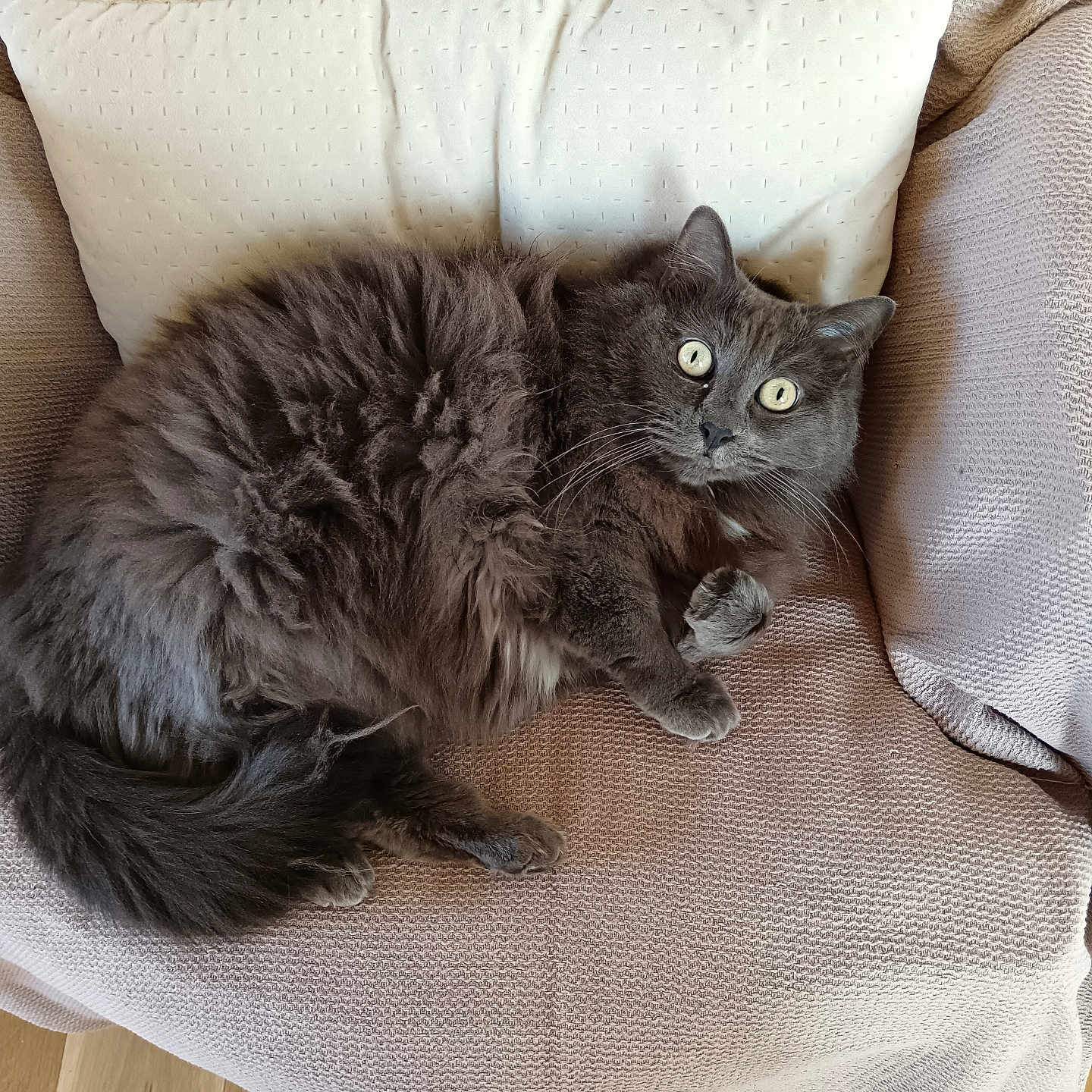 Chouquette a rejoint le concours — aidez-le/la à gagner de superbes lots ! animal, architecture, armchair, building, cat, chair, couch, cushion, furniture, hardwood, homedecor, indoors, kitten, linen, livingroom, manx, pet, pillow, room, wood