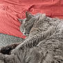 Chouquette participe au concours pour gagner de l'argent avec cette photo : animal, cat, closeup, comfort, couch, cozy, domestic_cat, feline, fluffy, grey_fur, home, indoor, nap, pet, pillow, relaxation, resting, sleeping, soft, whiskers