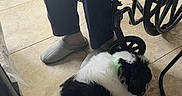 Oreo joined the competition — help win amazing prizes! dog, black_and_white, fluffy, resting, floor, tile, indoor, wheelchair, person, hand, slippers, legs, seated, comfort, home, quiet, animal, companionship, pet, relaxation