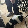 dog, black_and_white, fluffy, resting, floor, tile, indoor, wheelchair, person, hand, slippers, legs, seated, comfort, home, quiet, animal, companionship, pet, relaxation