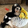 dog, black_and_white, fluffy, plush_toy, yellow_toy, sleeping_cat_toy, tile_floor, couch, red_ball, indoor, pet, animal, cute, relaxed, toy, floor, living_room, companion, playful, cozy