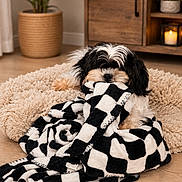 Oreo is registered to the contest to win money with this photo: dog, black_and_white, blanket, chewing, rug, wooden_cabinet, candle, plant, potted_plant, indoor, floor, cozy, pet, fur, small_dog, home_interior, living_room, playful, animal, cute