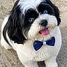 dog, black_and_white, bow_tie, pet, cute, fluffy, small_dog, blue_eyes, tongue_out, sitting, outdoor, concrete, portrait, looking_up, adorable, well_groomed, friendly, animal, companion, furry