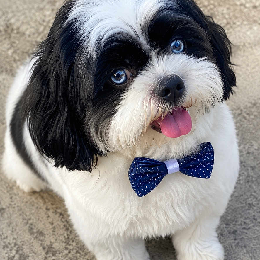 Oreo