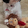 Oreo joined the competition — help win amazing prizes! dog, puppy, black_and_white, fluffy, toy, plush_toy, floor, tile_floor, collar, pet_tag, indoor, home, cute, small_dog, playful, animal, pet, sitting, looking_away, fur