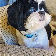 Oreo is registered to the contest to win money with this photo: black_and_white, blue_eyes, collar, companion, curtains, cute, dog, domestic_animal, fur, furniture, indoor, looking_sideways, pet_tag, portrait, relaxed, shih_tzu, sitting, small_dog, window, woven_chair