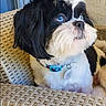 black_and_white, blue_eyes, collar, companion, curtains, cute, dog, domestic_animal, fur, furniture, indoor, looking_sideways, pet_tag, portrait, relaxed, shih_tzu, sitting, small_dog, window, woven_chair