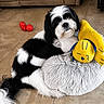 Oreo joined the competition — help win amazing prizes! animal, black_and_white, companion, couch, cozy, cute, dog, domestic, fluffy, fur, home, indoor, living_room, pet, plush_pillow, red_toy, relaxed, tile_floor, toy, yellow_toy