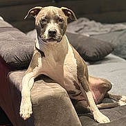 Ripley participe au concours pour gagner de l'argent avec cette photo : dog, pitbull, canine, pet, lounge, sofa, indoor, relaxed, brown, white, fur, animal, portrait, looking, calm, cozy, couch, home, resting, paw
