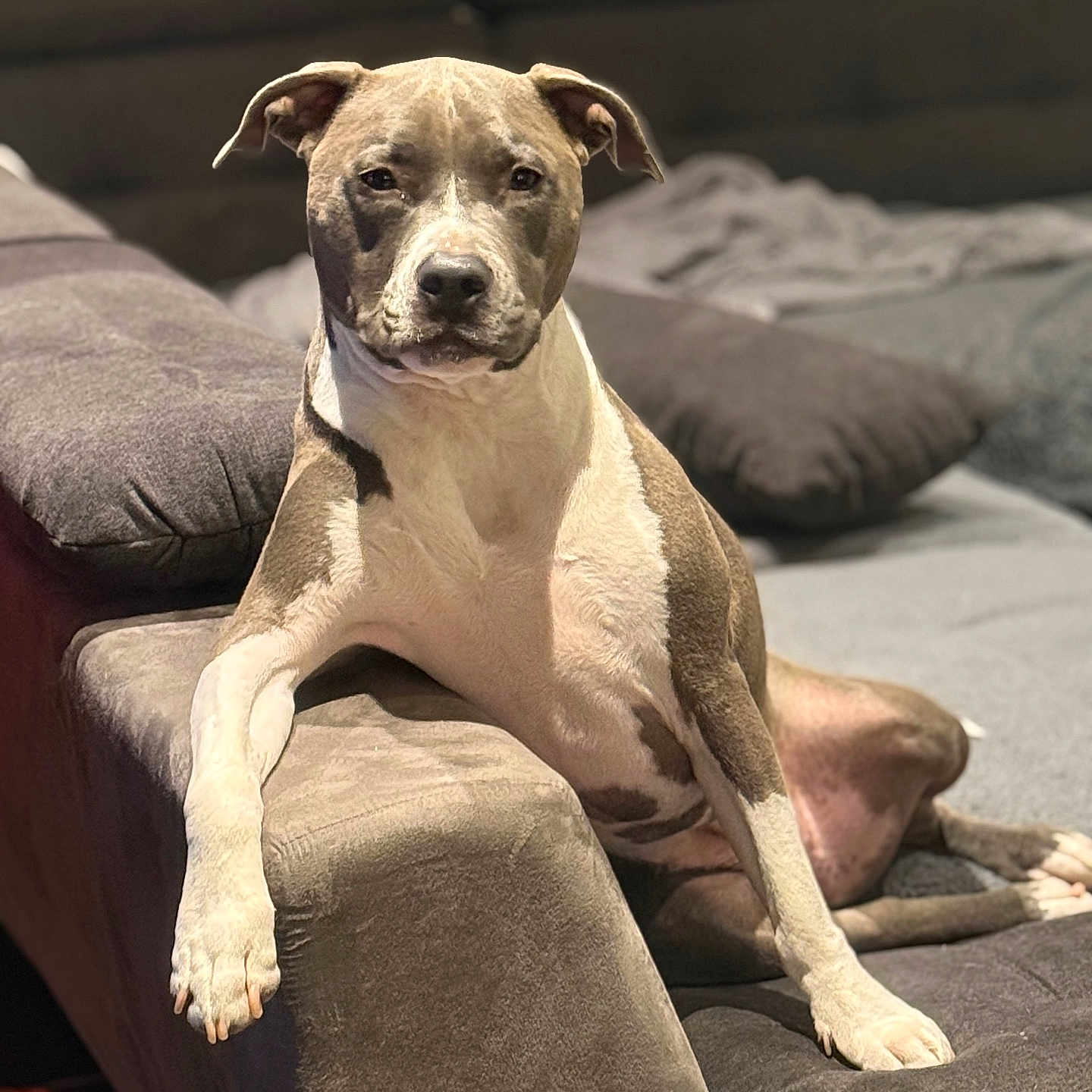 Ripley participe au concours pour gagner de l'argent avec cette photo : dog, pitbull, canine, pet, lounge, sofa, indoor, relaxed, brown, white, fur, animal, portrait, looking, calm, cozy, couch, home, resting, paw