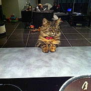 Grippy participe au concours pour gagner de l'argent avec cette photo :