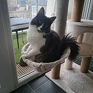 Mihya participe au concours pour gagner de l'argent avec cette photo : balcony, black_and_white, cat, cat_tree, city_view, cozy, curiosity, ears, feline, glass_door, hammock, houseplant, indoor, long_hair, pet, sitting, tail, tile_floor, whiskers, window