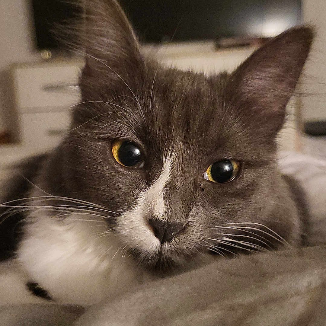 Mihya participe au concours pour gagner de l'argent avec cette photo : animal, bedroom, blanket, cat, close_up, cute, domestic_cat, ears, face, furniture, gray_cat, indoor, lying_down, pet, relaxed, soft_lighting, television, whiskers, white_fur, yellow_eyes
