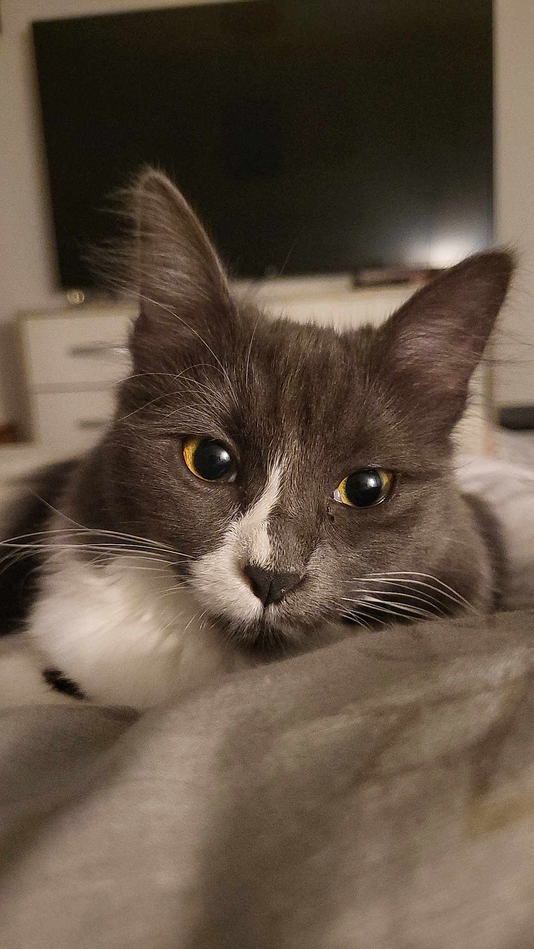 Mihya participe au concours pour gagner de l'argent avec cette photo : cat, close_up, gray_cat, white_fur, yellow_eyes, whiskers, indoor, bedroom, blanket, furniture, television, soft_lighting, relaxed, pet, animal, cute, domestic_cat, lying_down, face, ears