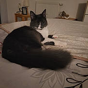 Mihya a rejoint le concours — aidez-le/la à gagner de superbes lots ! cat, bed, bedroom, furniture, lamp, table, pet, domestic_animal, indoor, cozy, resting, fur, whiskers, curious, animal, mammal, home, soft, relaxed, cute