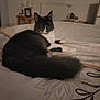 cat, bed, bedroom, furniture, lamp, table, pet, domestic_animal, indoor, cozy, resting, fur, whiskers, curious, animal, mammal, home, soft, relaxed, cute