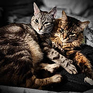 Bengal And Gibby joined the competition — help win amazing prizes! cat, cats, feline, pet, animal, snuggling, cozy, fur, tabby, striped, resting, closeup, soft, blanket, cute, domestic, sleepy, companion, warm, indoor