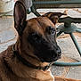 dog, canine, pet, brown_fur, black_fur, collar, ear, face, animal, outdoor, stone_floor, chair_base, metal, pavement, closeup, looking, lying_down, domestic_animal, companion, alert
