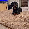 animal, beige, black, brown, canine, cozy, cushion, dachshund, dog, floor, furniture, home, indoor, living_room, looking, pet, relaxed, resting, television, texture