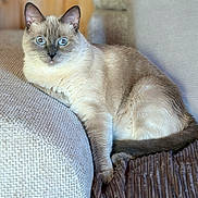 Nénette participe au concours pour gagner de l'argent avec cette photo : cat, blue_eyes, siamese_cat, pet, feline, animal, portrait, indoors, sofa, couch, furniture, lounging, sitting, relaxed, front_facing, whiskers, ears, fur, home, cushion