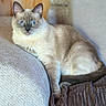 cat, blue_eyes, siamese_cat, pet, feline, animal, portrait, indoors, sofa, couch, furniture, lounging, sitting, relaxed, front_facing, whiskers, ears, fur, home, cushion