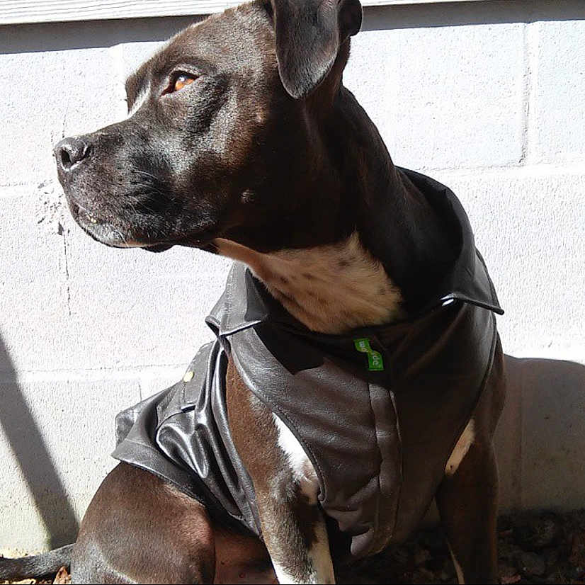 Potter is registered to the contest to win money with this photo: accessories, animal, bostonbull, boxer, bulldog, canine, clothing, coat, dog, greatdane, harness, hound, jacket, labradorretriever, pet, pitbull, policedog, puppy, snout, strap