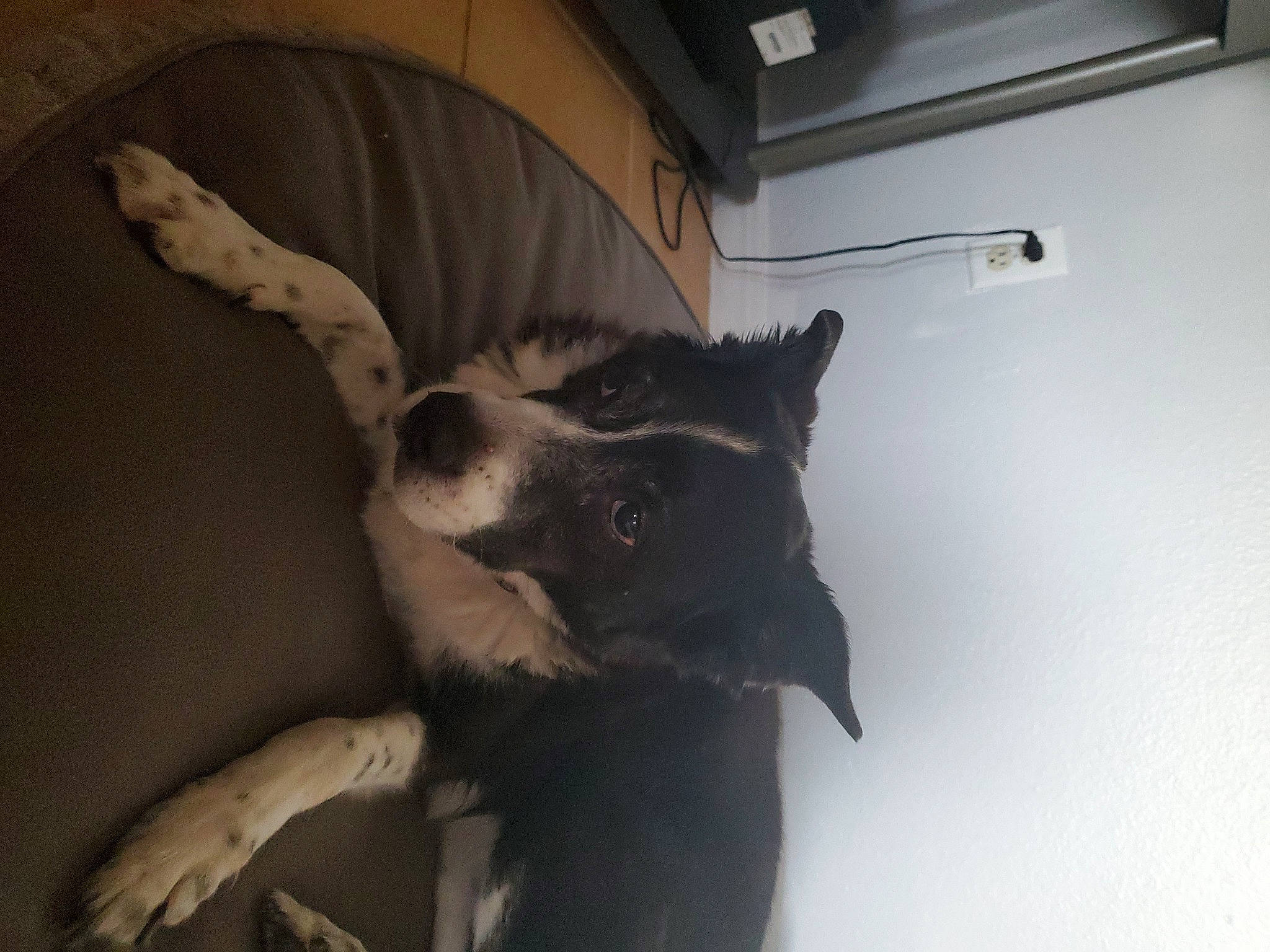 Mischa joined the competition — help win amazing prizes! border_collie, canidae, carnivore, dog, dog_breed, paw, snout