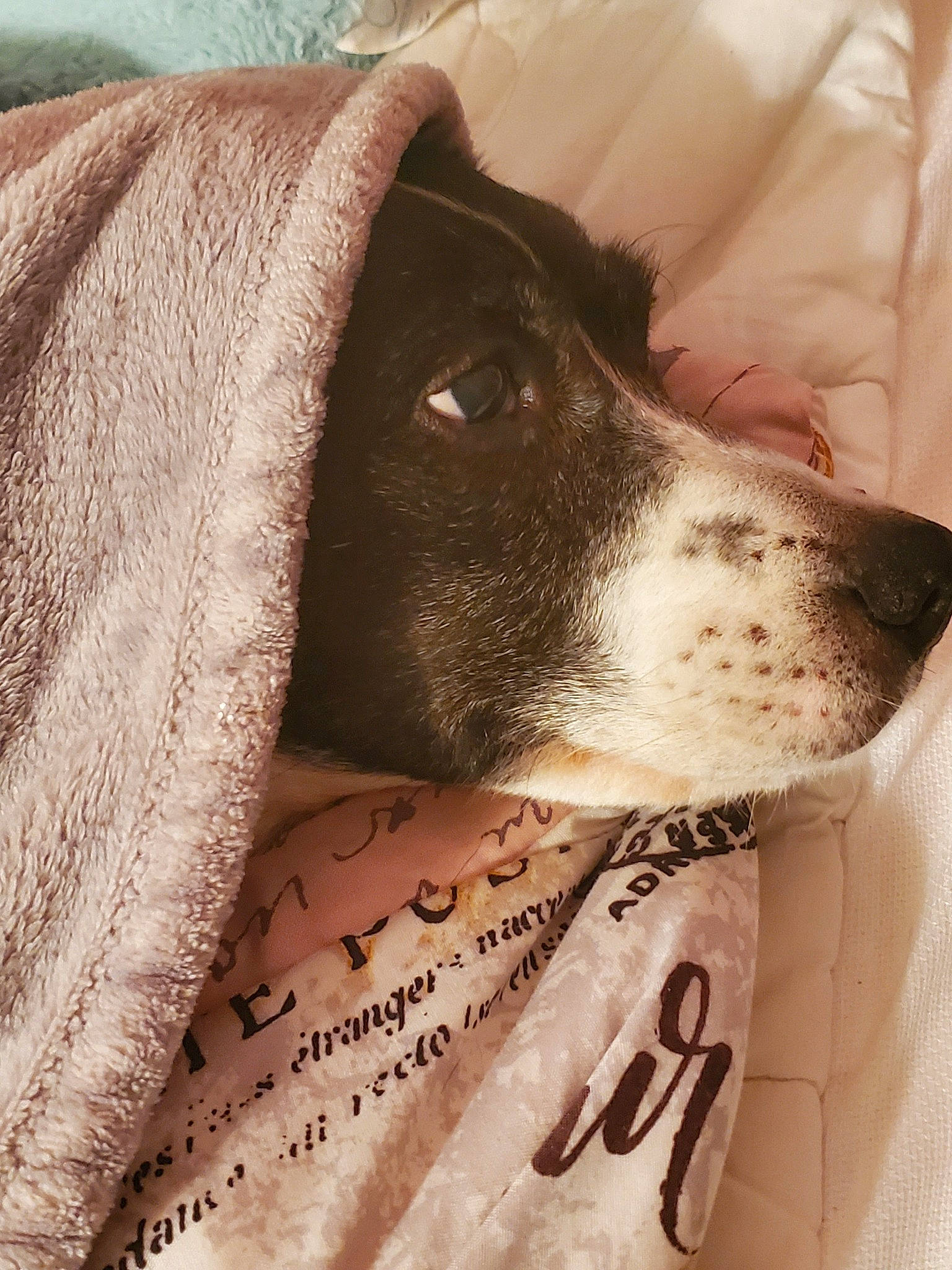 Mischa is registered to the contest to win money with this photo: braque_dauvergne, braque_francais, canidae, carnivore, dog, dog_breed, english_springer_spaniel, fur, german_shorthaired_pointer, hunting_dog, japanese_terrier, linens, mammal, old_danish_pointer, pointer, pointing_breed, rat_terrier, snout, sporting_group, whiskers