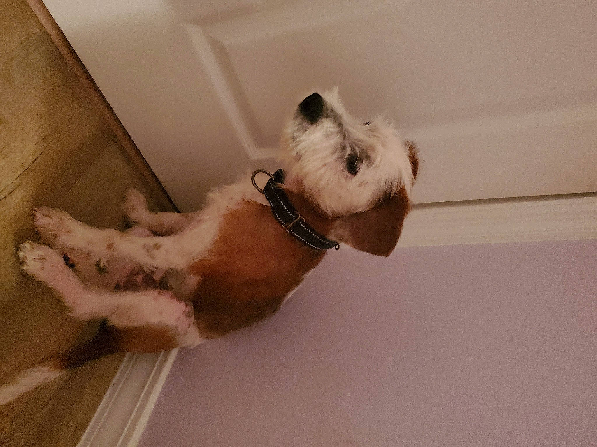 Kyle joined the competition — help win amazing prizes! balinese, canidae, carnivore, cat, companion_dog, dog, dog_breed, fawn, felidae, flooring, mammal, small_to_medium_sized_cats, sporting_group, tail