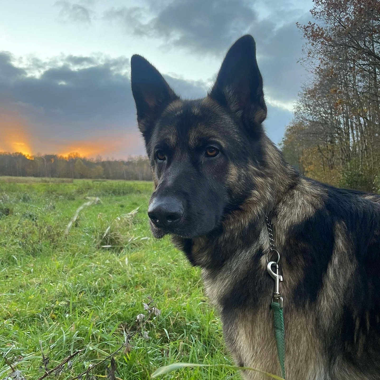 Darko participe au concours pour gagner de l'argent avec cette photo : animal, canine, dog, field, germanshepherd, grass, grassland, horizon, nature, outdoors, pet, plant, policedog, puppy, sky, sun