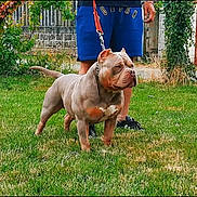 Desmond participe au concours pour gagner de l'argent avec cette photo : animal, backyard, bostonbull, boxer, bulldog, canine, dog, frenchbulldog, grass, lawn, nature, outdoors, person, pet, pitbull, plant, puppy, walkingdog, yard