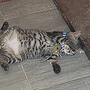Vagabond a rejoint le concours — aidez-le/la à gagner de superbes lots ! animal, architecture, building, canine, cat, dog, egyptiancat, electronics, hardware, house, kitten, manx, ocelot, person, pet, plywood, slate, sleeping, wiring, wood