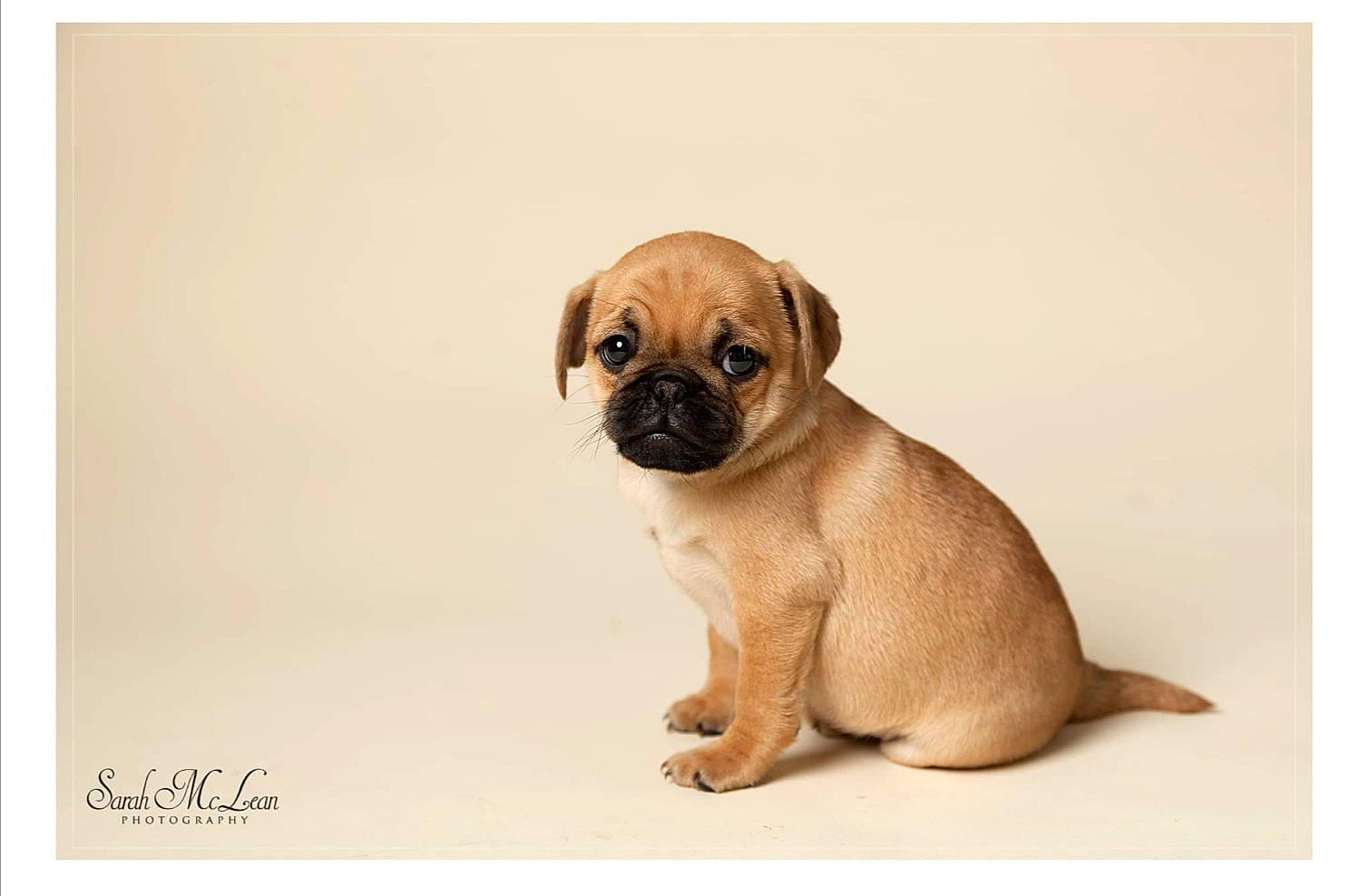 Izzy is registered to the contest to win money with this photo: canidae, carnivore, companion_dog, dog, dog_breed, english_mastiff, fawn, mammal, pug, puggle, puppy, puppy_love, snout, vertebrate