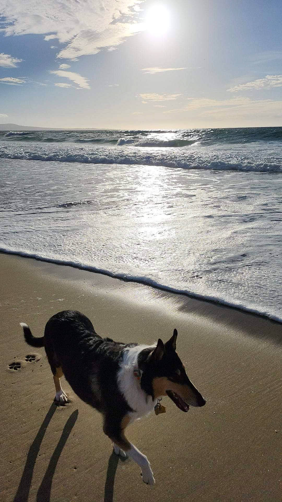Scarlett joined the competition — help win amazing prizes! beach, body_of_water, carnivore, cloud, collar, companion_dog, dog, dog_breed, fawn, horizon, light, morning, pet_supply, sand, sky, summer, sunlight, sunrise, water, working_animal